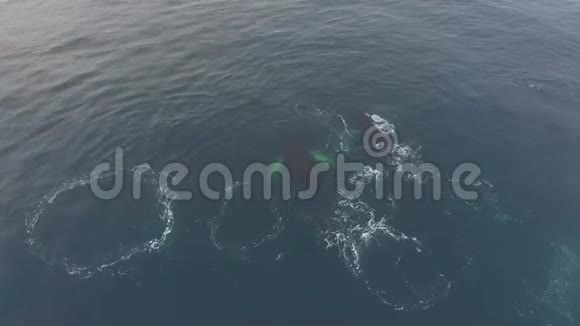 鲸鱼在海水中在水下游泳安德列夫视频的预览图
