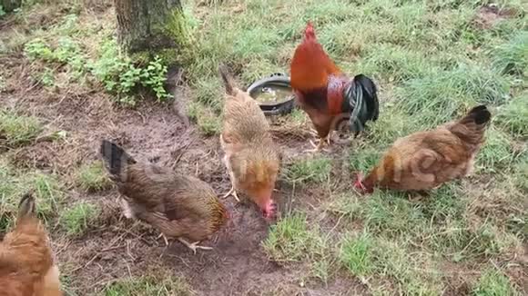 一群鸡在花园里散步和吃饭视频的预览图