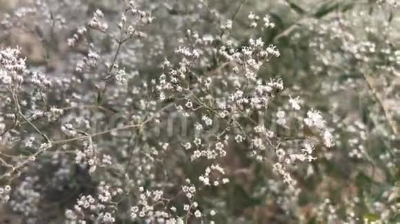 小布什白色花序视频的预览图