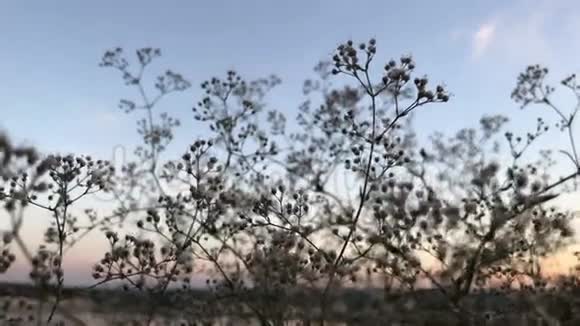 天空湛蓝的花朵视频的预览图