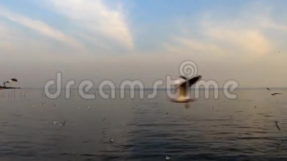 日落海鸥飞翔视频的预览图