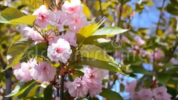 工作蜜蜂在春天从盛开的樱花树收集花粉视频的预览图