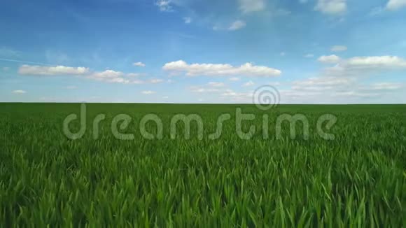 绿色麦田和蓝天空中视频视频的预览图