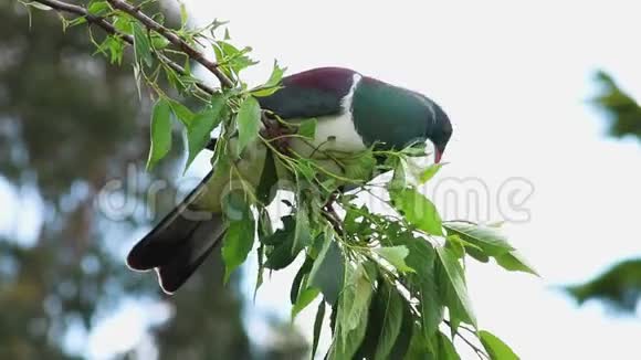 新西兰木鸽吃树上的叶子视频的预览图