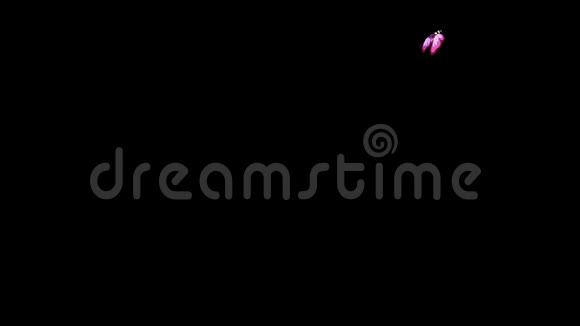 粉红色斑点蝴蝶飞视频的预览图
