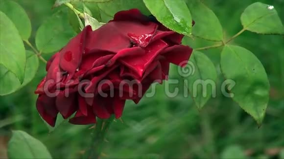 美丽的红玫瑰视频的预览图