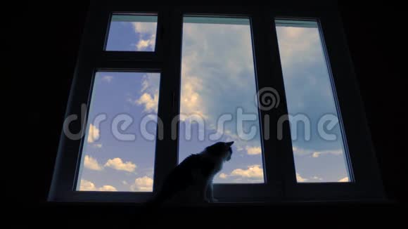 猫在窗口在蓝天上观云视频的预览图