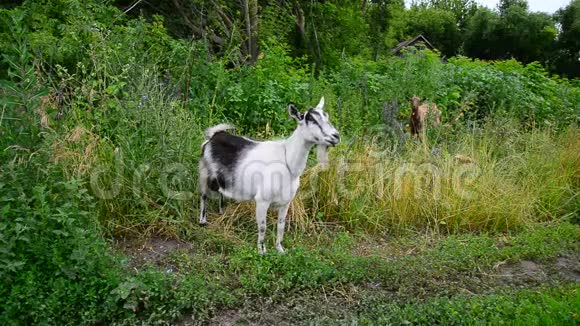俄罗斯农村外乡白棕山羊视频的预览图