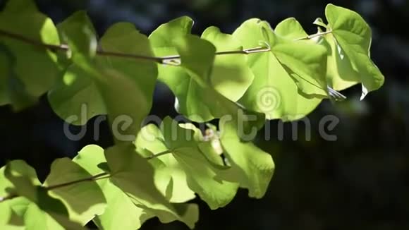 树叶被风吹动夏天的蕨类植物视频的预览图