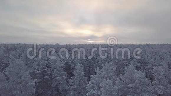 森林中白雪覆盖的树顶视频的预览图