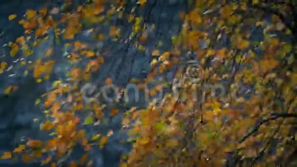 五彩缤纷的秋树风中的叶子视频的预览图