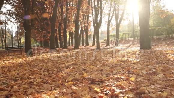 美丽的秋日镜头女人在训练中跑得很快视频的预览图