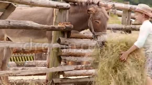 农场录像戴草帽的男孩给驴子带来一堆干草视频的预览图