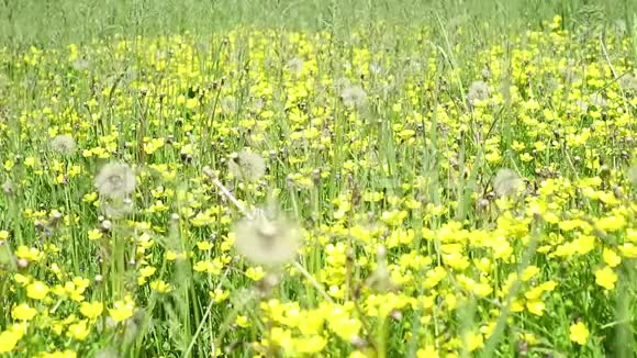 绿草中的黄花白色的花视频的预览图
