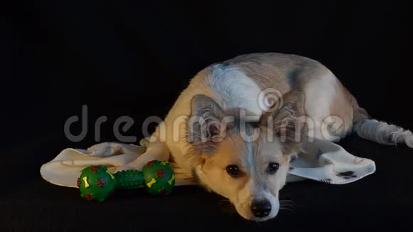 年轻的滑稽狗躺在玩具旁边的黑色背景上微笑选择性聚焦人工光照视频的预览图