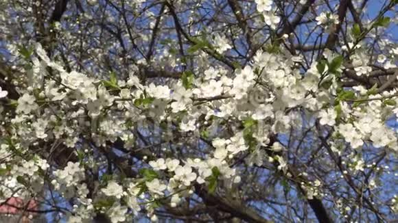 风中樱桃树的春白花视频的预览图