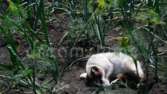暹罗猫在花园里温暖的大地上嬉戏视频的预览图