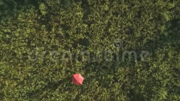 波尔卡点红伞在田野上移动视频的预览图