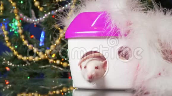 白鼠象征2020年新年圣诞树背景上的金属老鼠和她的房子视频的预览图