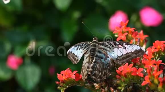 热带花园中的异国蝴蝶特写视频的预览图