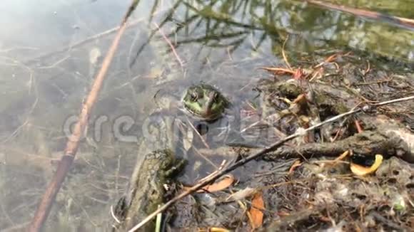 绿色的青蛙坐在靠近木头的沼泽里视频的预览图