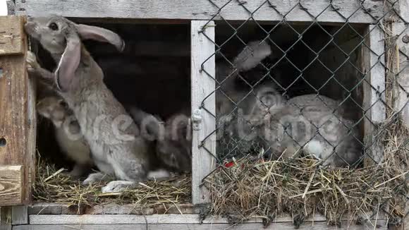 兔子在荷兰视频的预览图
