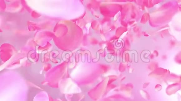 粉红色玫瑰花瓣可循环背景4k视频的预览图