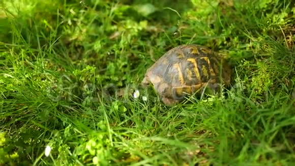 草里的陆龟在米洛克公园靠近奥岛视频的预览图