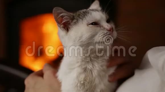 可爱的小猫在壁炉边享受主人的宠爱视频的预览图