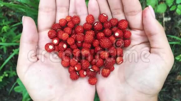 年轻的雌性手拿着一把成熟的草莓秋季森林健康有机收获视频的预览图