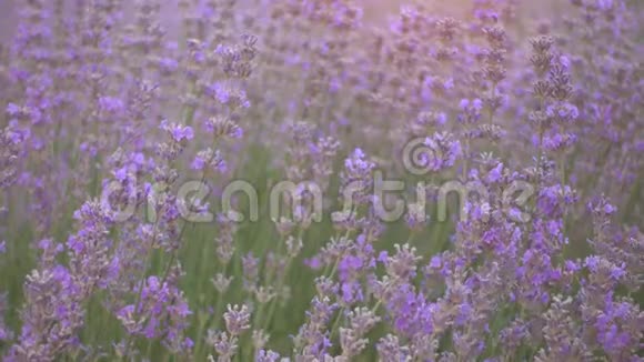 在美丽的夜晚法国普罗旺斯薰衣草庄园视频的预览图