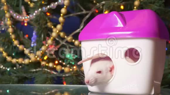 白鼠2020年新年的象征圣诞树背景上的金属老鼠和她的房子视频的预览图