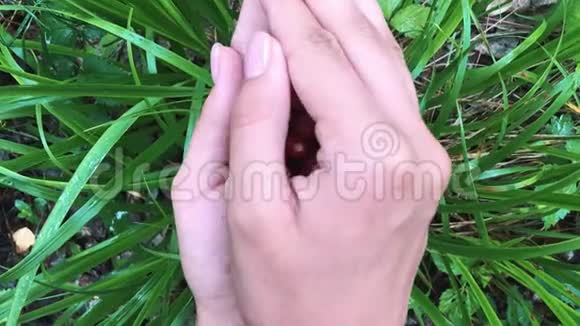 年轻的雌性手拿着一把成熟的草莓秋季森林健康有机收获视频的预览图