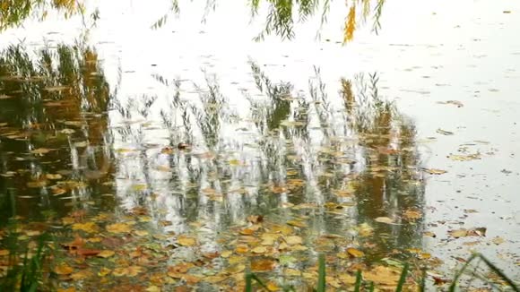秋树留湖视频的预览图