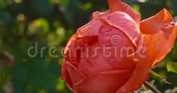 花园里的玫瑰特写背光视频的预览图