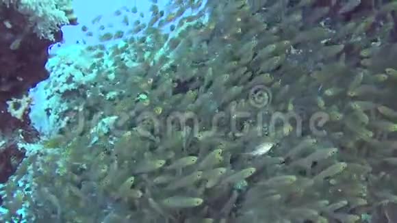 带浅滩玻璃鱼的热带珊瑚礁景象视频的预览图