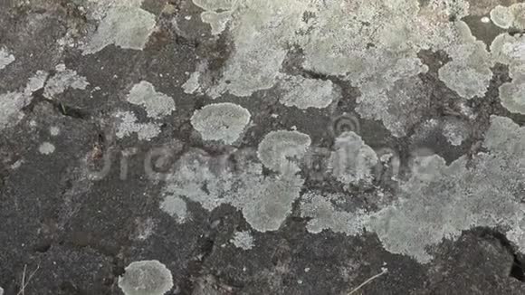灰石覆盖地衣由地衣覆盖的石头的特写视频的预览图