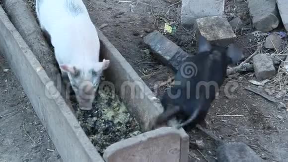 小猪从谷里吃东西在农场院子里快乐地奔跑视频的预览图