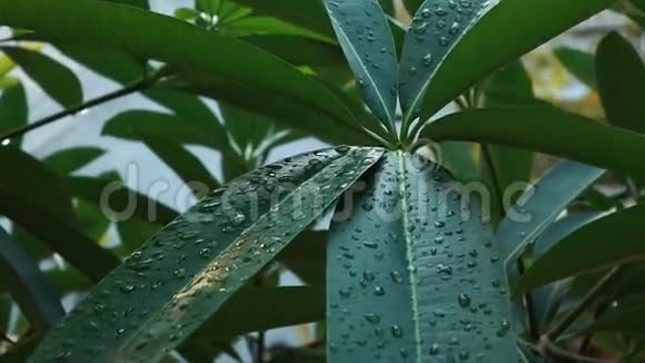 水滴在树的叶子上视频的预览图