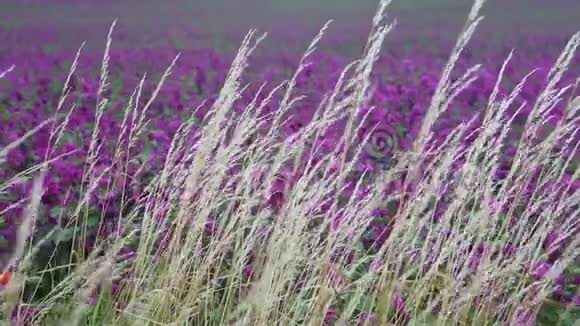 背景中紫色花朵的草地特写视频的预览图