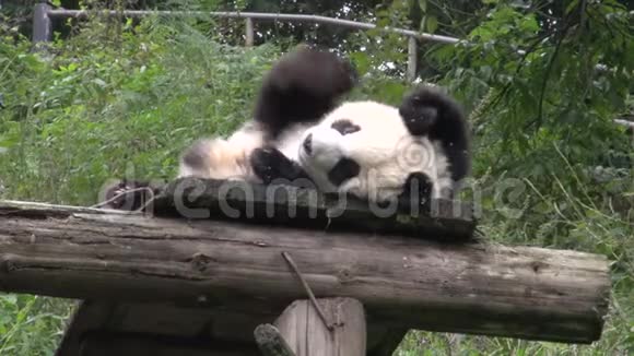 熊猫躺在木制屋顶上在中国成都挠他的背视频的预览图