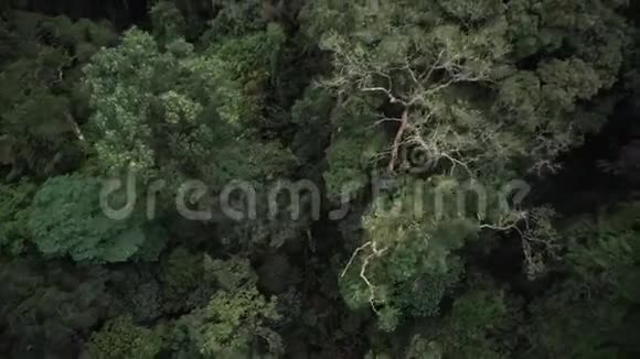 空中观景台飞过美丽的森林树木空中摄影机拍摄视频的预览图
