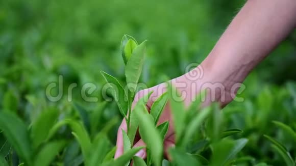 手感受种植园上的茶叶用一只雌性的手在茶园采茶视频的预览图