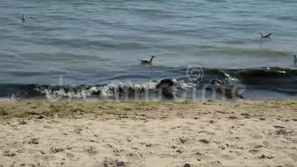 海鸥在黑海的波浪上漂浮视频的预览图