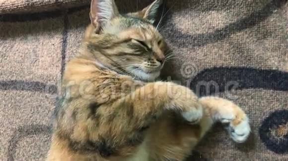 柔软的猫弯着腿睡着了视频的预览图