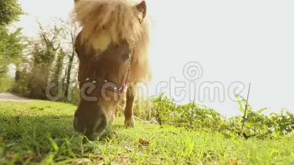 棕色的小马在镜头后面吃草小马在吃草视频的预览图