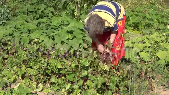 大四的女人夏天在自家的生态花园里采摘甜菜根4公里视频的预览图