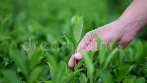 手感受种植园上的茶叶用一只雌性的手在茶园采茶视频的预览图