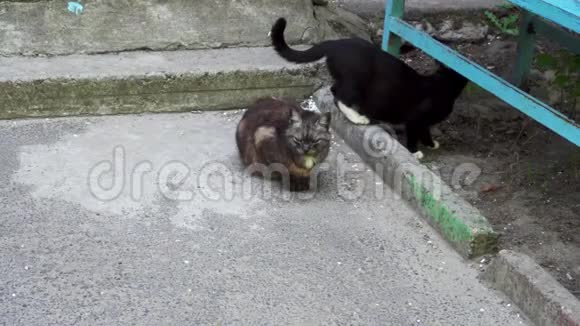 两只猫靠近房子的入口视频的预览图