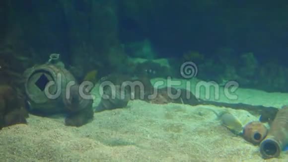海水水族馆中的海洋热带鱼类视频的预览图